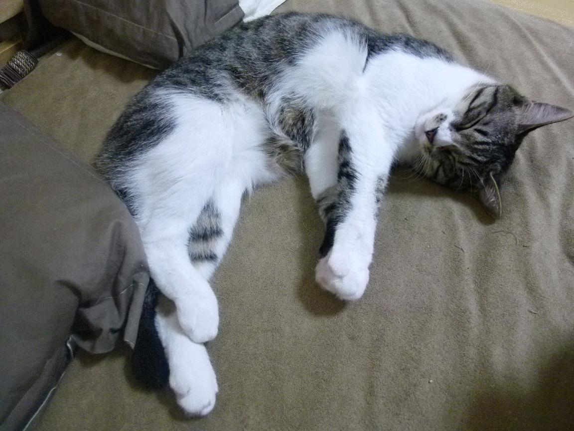 中超球队年度控场人数分布与效果评估，中超球队人数限制