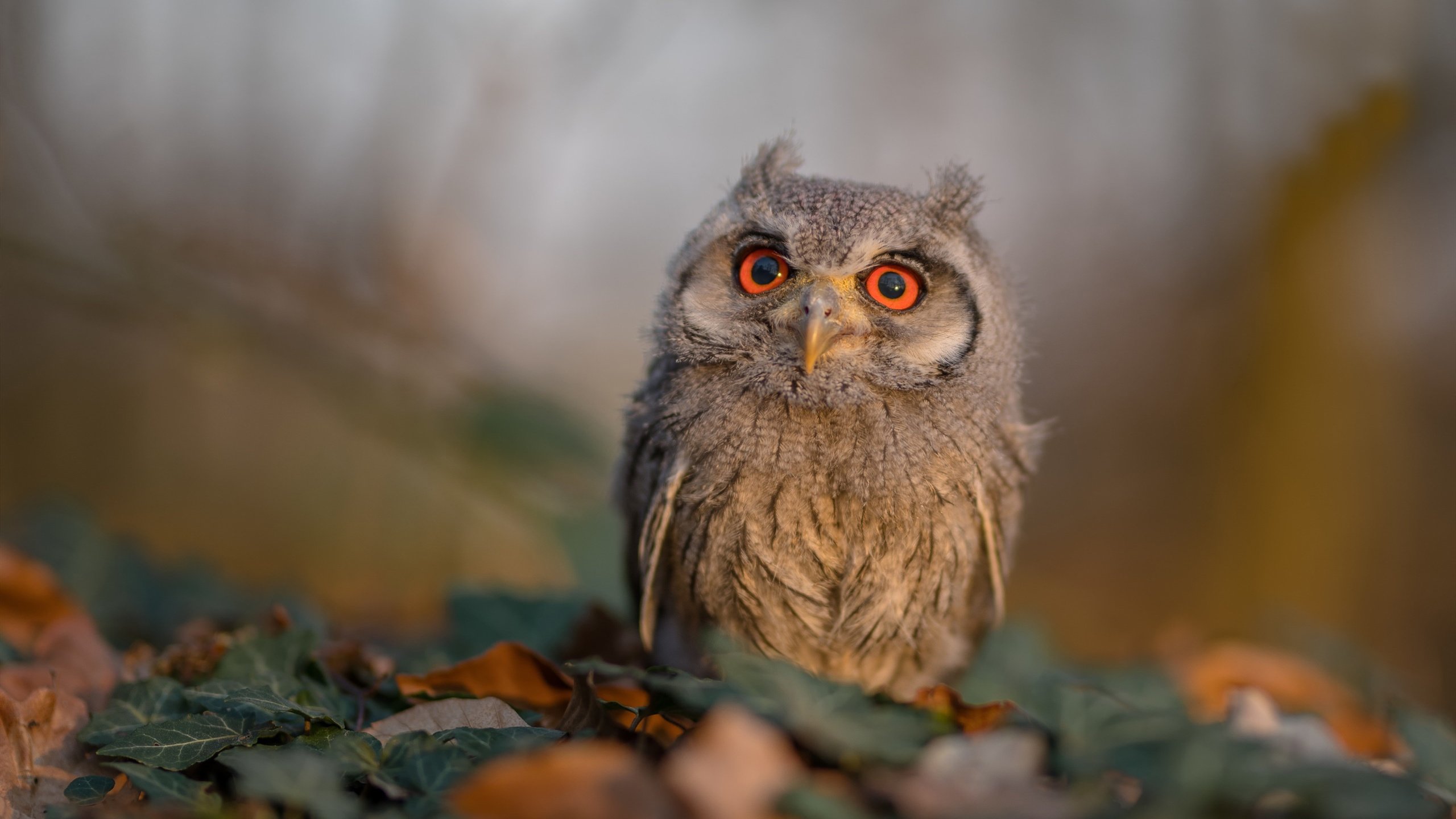 校园体育文化对学生心理素质影响研究,良好的校园体育文化对促进学生的发展