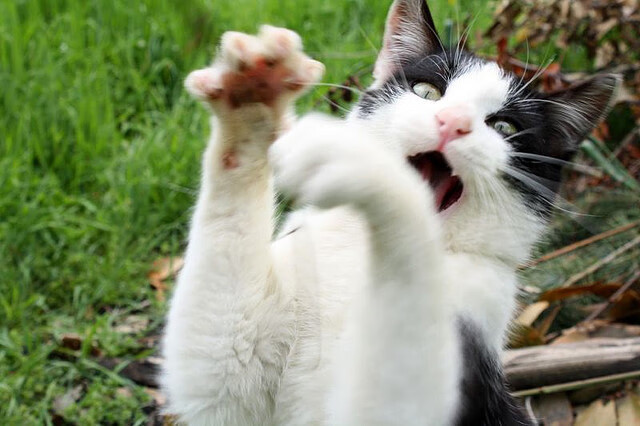 法甲VAR系统在关键比赛中判罚语言一致性回溯研究，var判罚标准