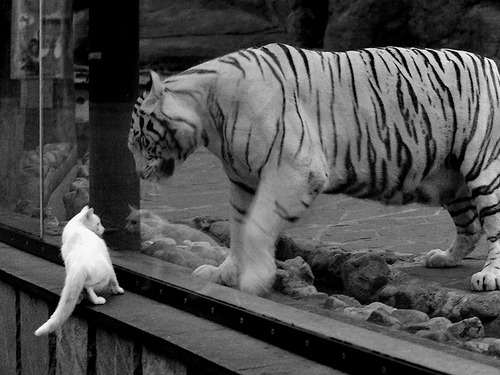 英超球员心率变异性在赛后疲劳恢复监测中的应用,运动员心率变异度为什么高