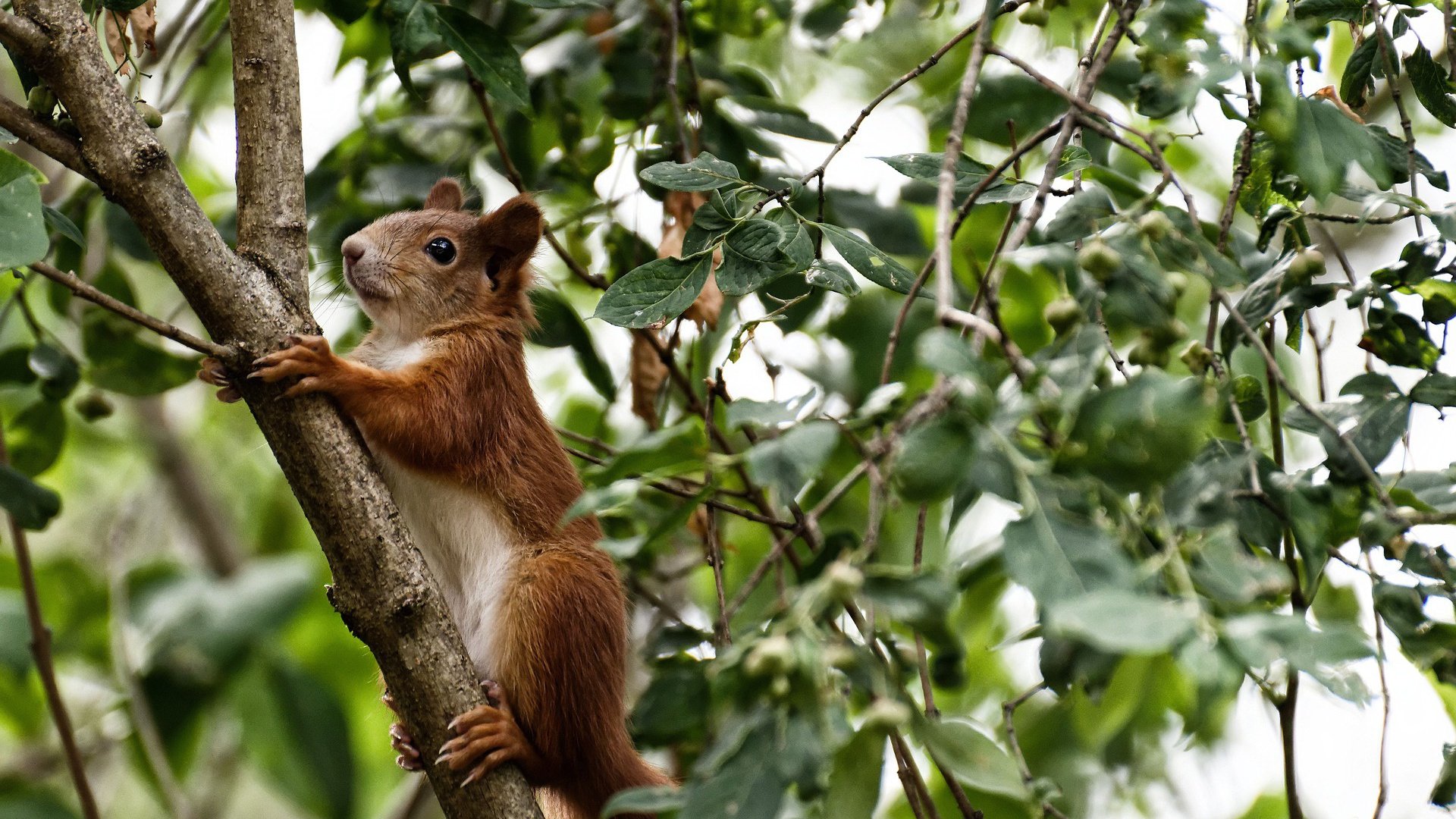 印度乒乓赛制未来展望：提升技术、优化赛程，印度乒乓球员