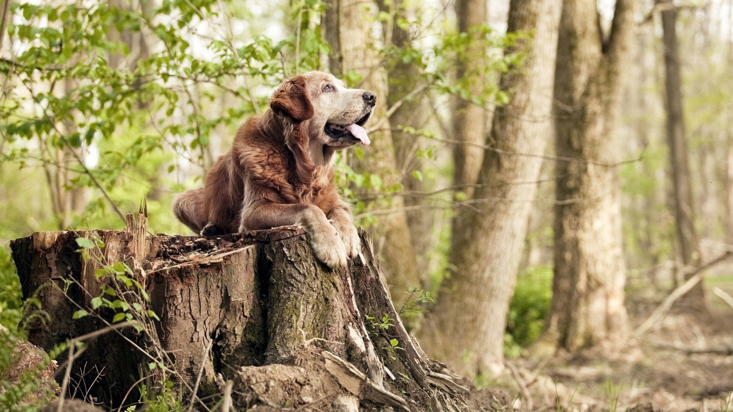职业联赛竞争激烈度不足的问题，职业联赛比赛规则
