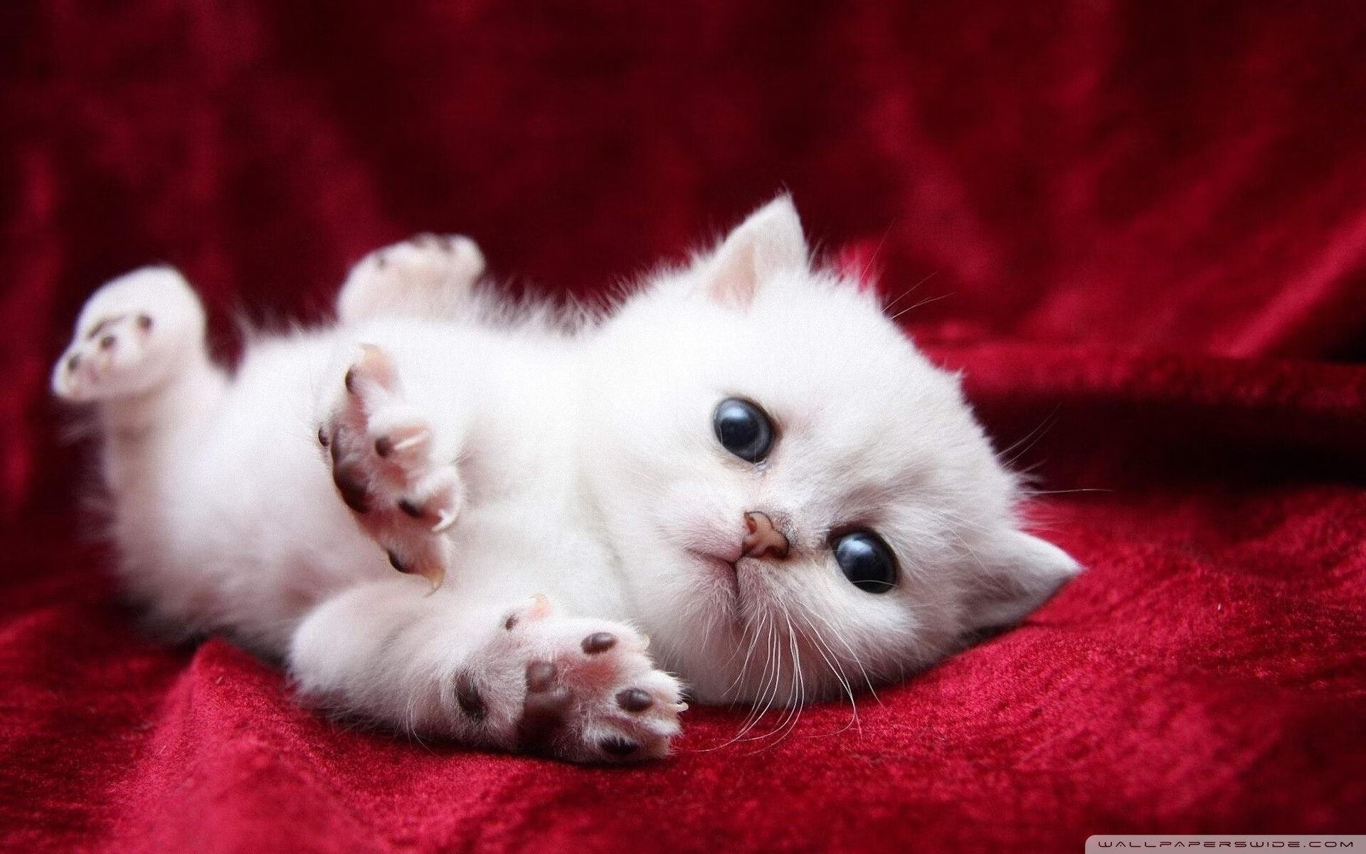 开云体育登录-“胡利安·门德斯的突破性表现，为阿根廷美洲狮队增添新力量”