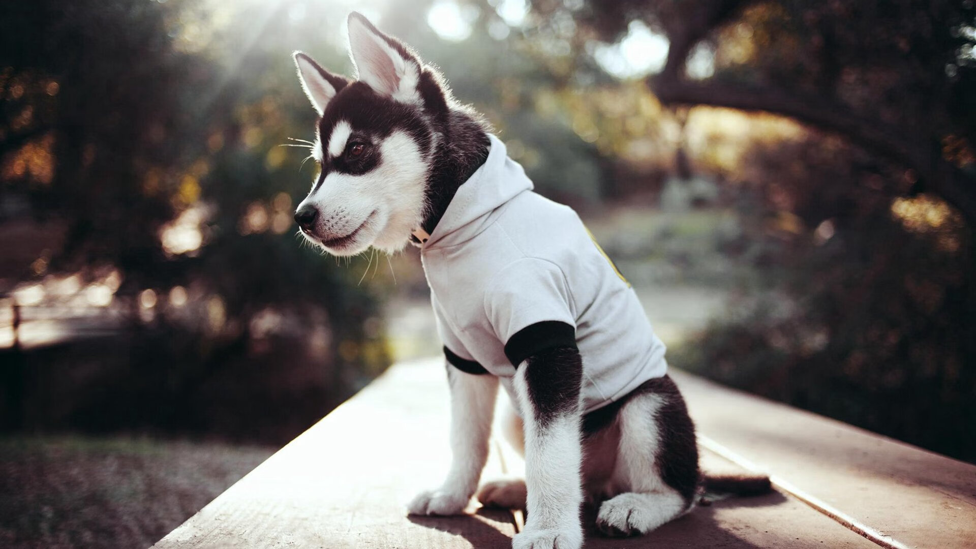 “胡利安·门德斯的突破性表现,为阿根廷美洲狮队增添新力量”