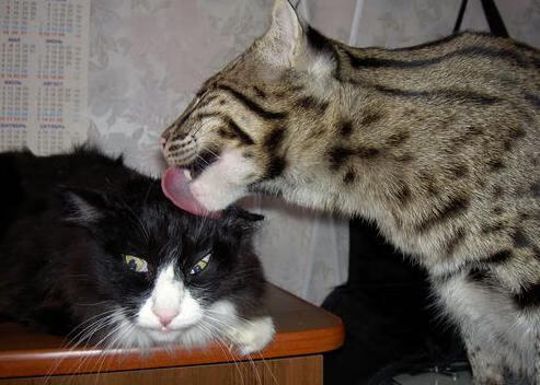 地方篮协启动少年篮球观察计划储备优秀后备力量,篮球观察记录