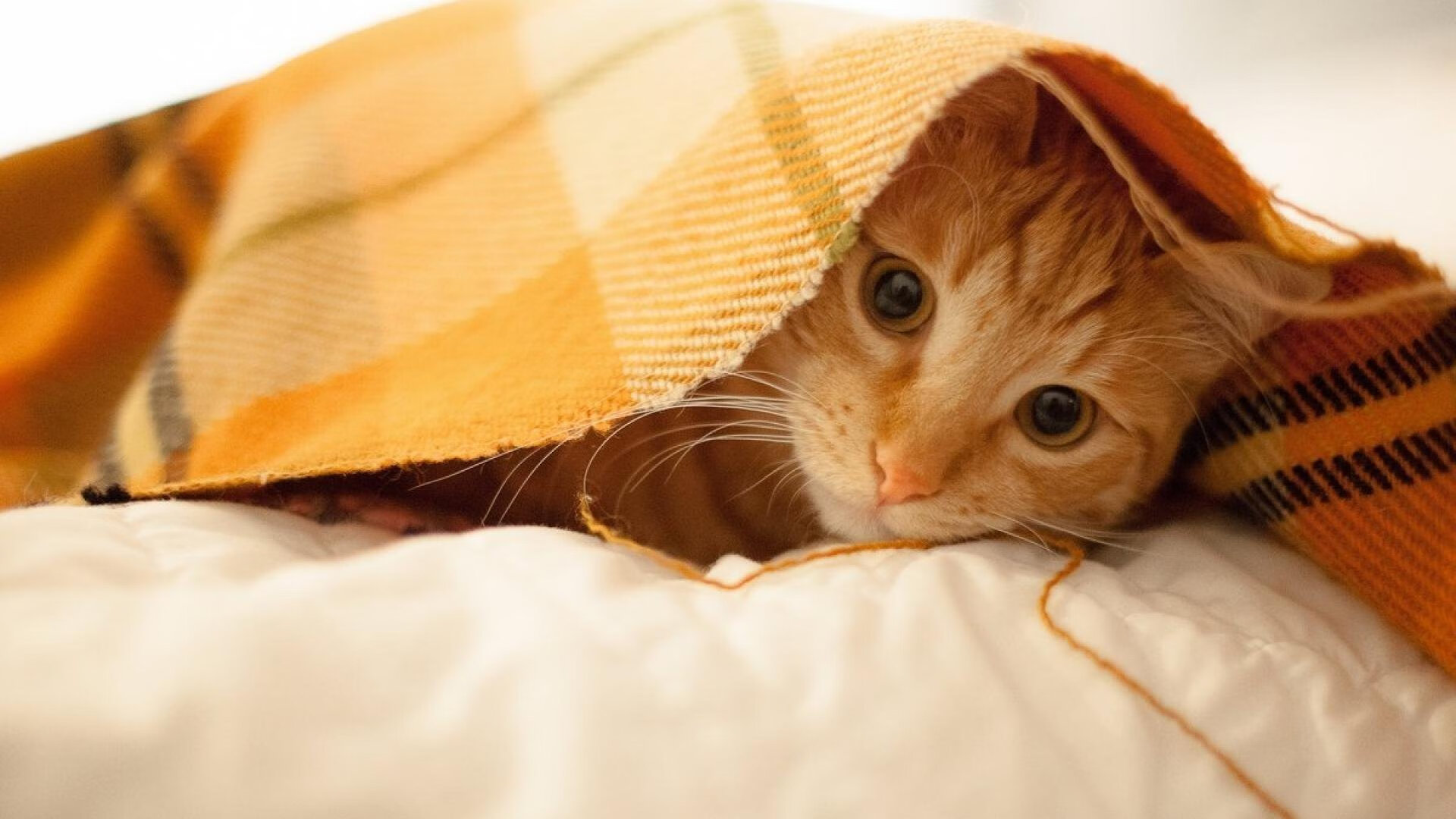 塔特在比赛中展现的高强度压迫防守，为袋鼠队带来优势