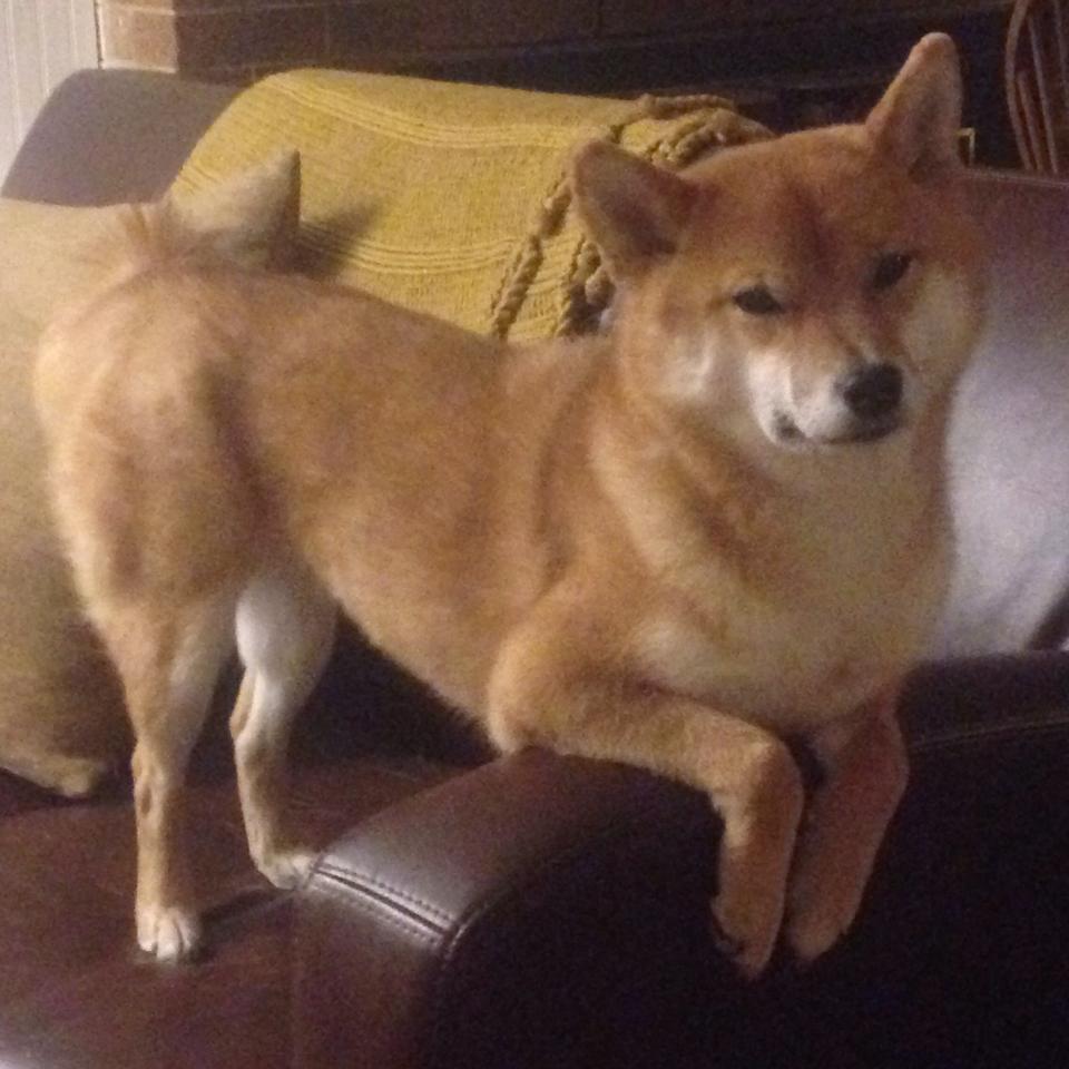 开云体育在线下载-普里戈达短蛙爆发力引起关注