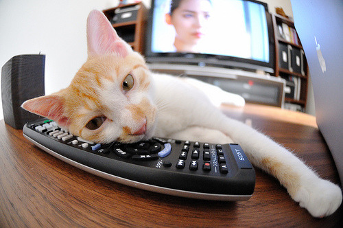 CBA是否鼓励联盟俱乐部参与社会责任项目建设，cba联盟组织架构