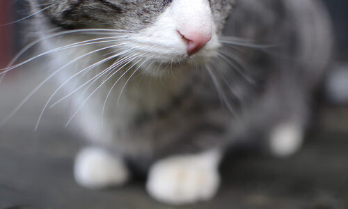 俱乐部世界杯正式开幕，32强逐鹿美国