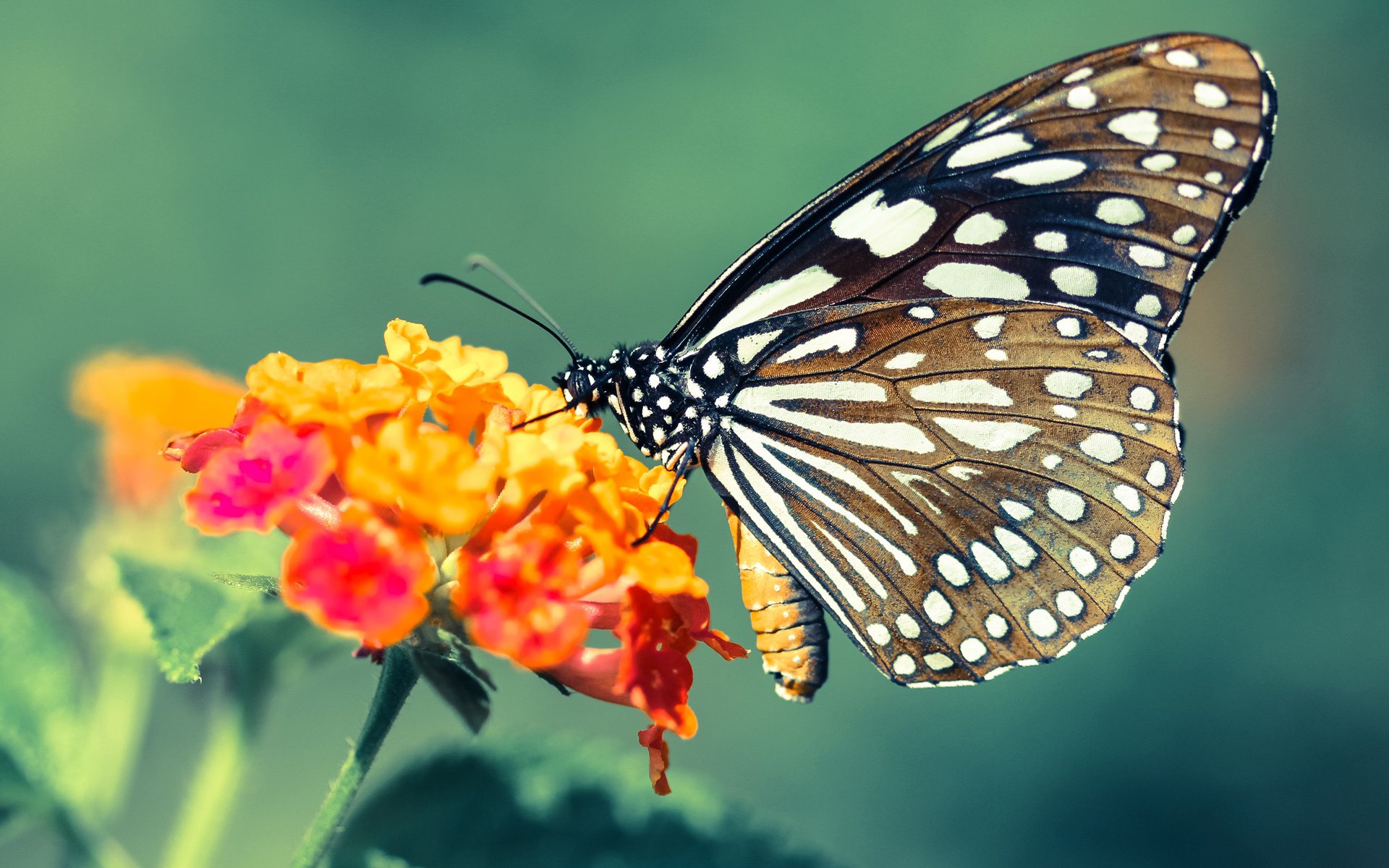 别看NBA了，这场欧洲杯半决赛才是真正的巨星对决！，欧洲杯半决赛的球队